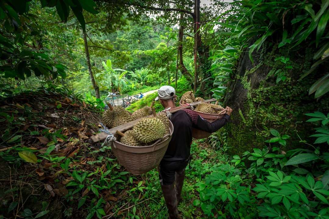 MARTABAT (Review Buku “Martabat Petani Hutan”